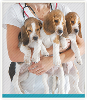 Veterinarians